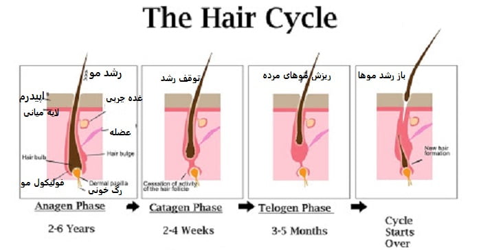 چرخه فولیکول مو: سه مرحله ای رشد، توقف و استراحت